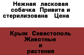 Нежная, ласковая собачка. Привита и стерилизована › Цена ­ 1 - Крым, Севастополь Животные и растения » Собаки   